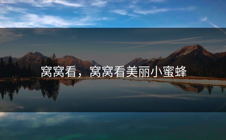 窝窝看，窝窝看美丽小蜜蜂